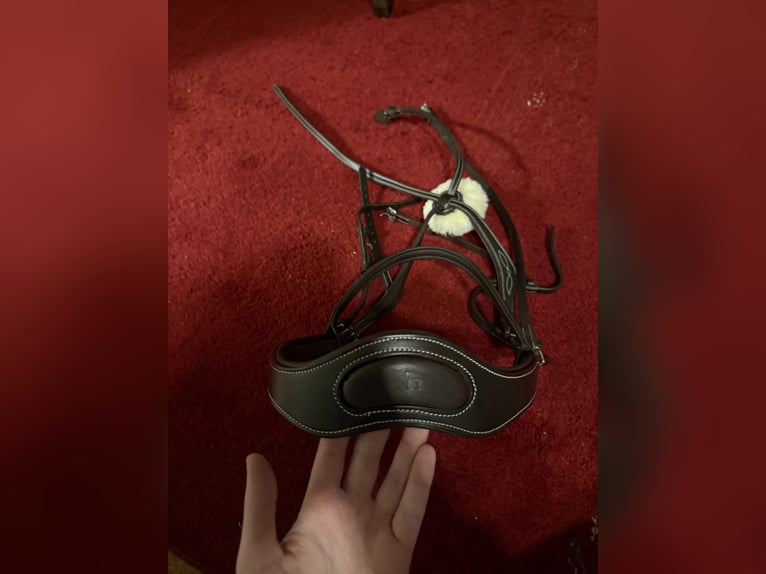 Mexikanische Trense von Horze WB