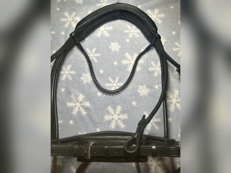 Neuwertige SD-Design Trense mit Ivy Horse Fashion Stirnriemen