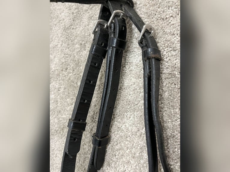 Royal H. Trense, lackiert und weiß unterlegt 