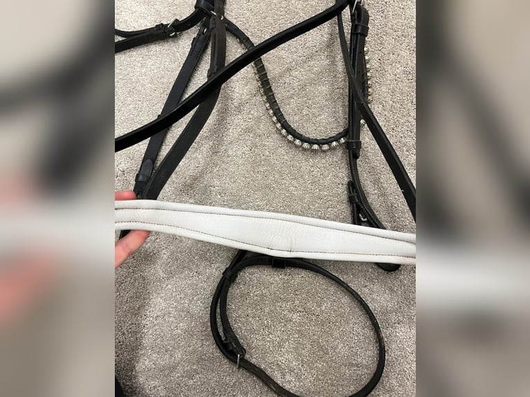 Royal H. Trense, lackiert und weiß unterlegt 