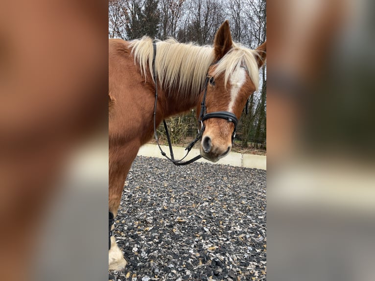 Trense für Pony