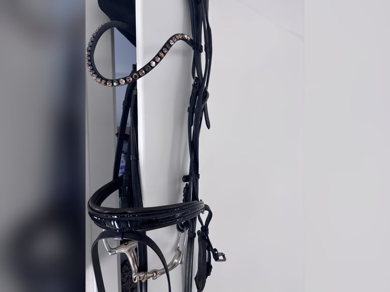 IVY - Ledertrense WB Schwarz Kroko-db. Nasenriemenunterlage NEU