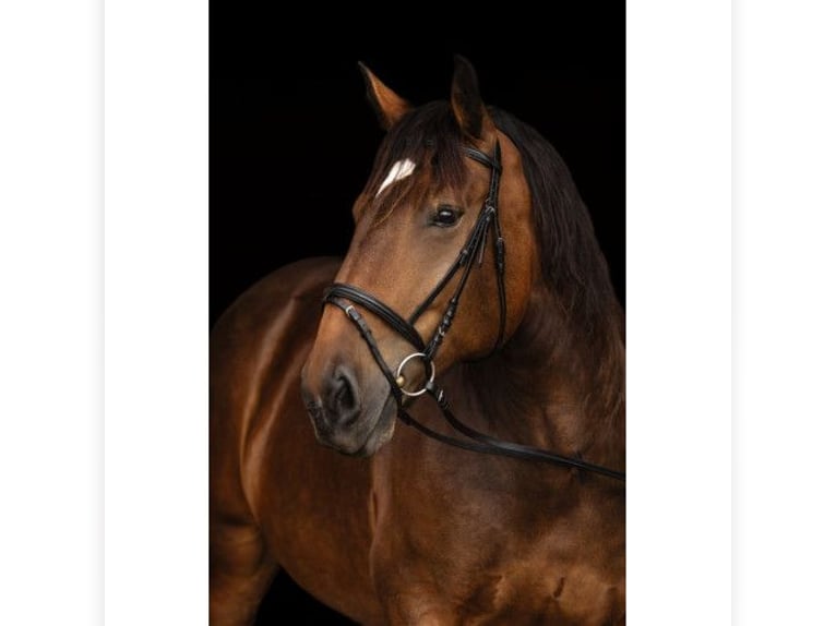 Kerbl Trensenzaum Kaltblut schwarz UVP 34,99€