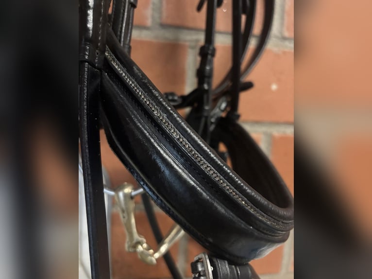 Schwarze Trense mit Strass