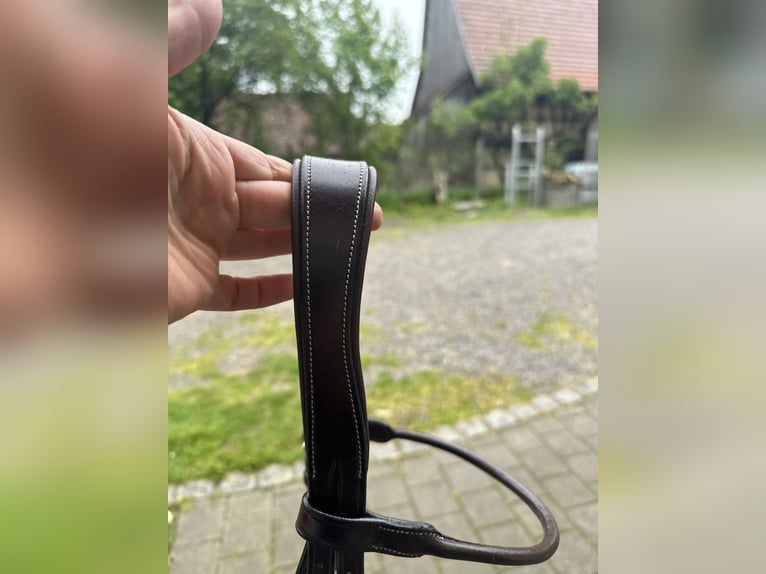 Trensenzaum englisch kombiniert 