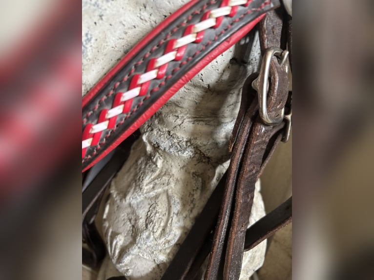 Trense für Haflinger handgefertigt in Österreich
