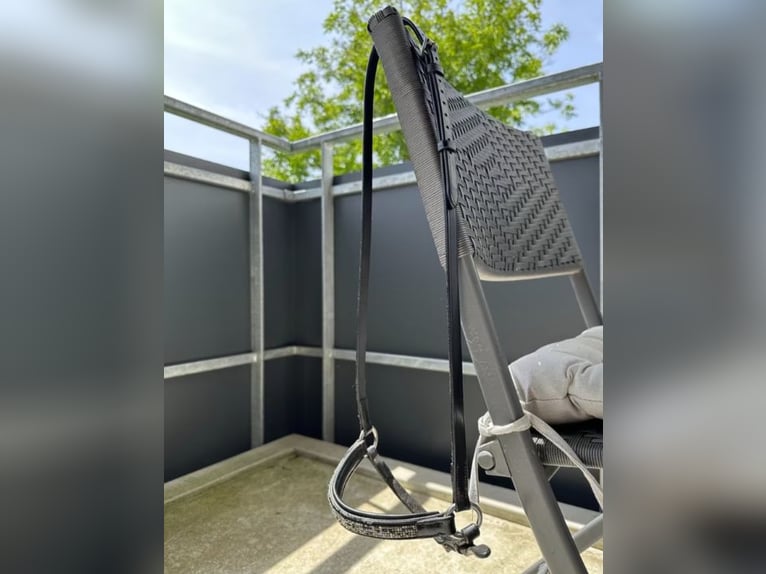 Hrímnir Nasenriemen l Feuer und Eis l Schwarz