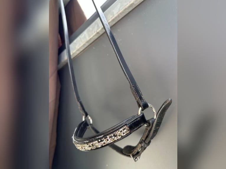 Hrímnir Nasenriemen l Feuer und Eis l Schwarz