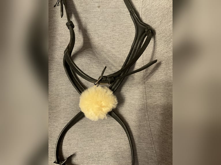 Mexikanisches Reithalfter Gr. Cob