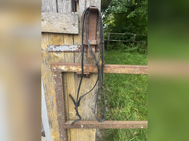 Trense mit passenden Zügeln abzugeben 