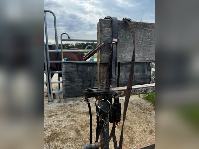 Roségold-braune Trense