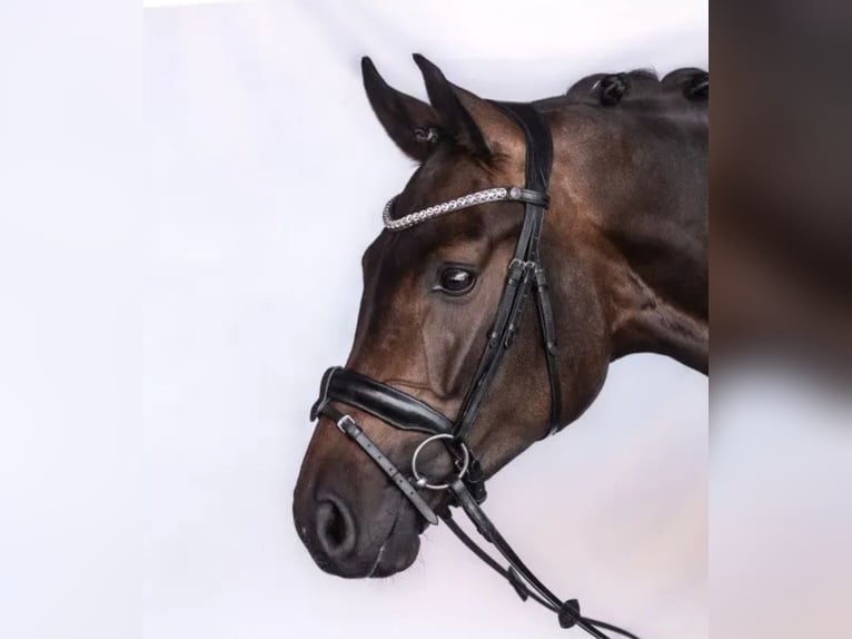 Trense Charm von Bridlery VB