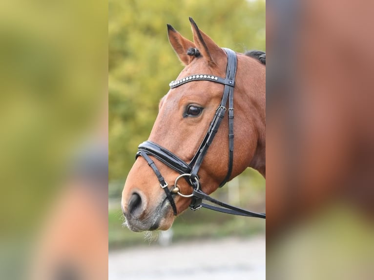 Trense Luxury von BUSSE VB