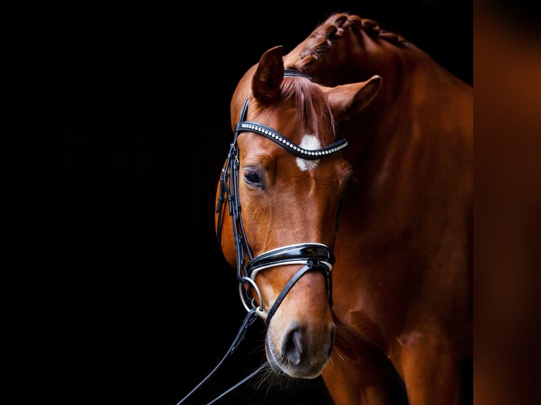 Trense von Horsestar