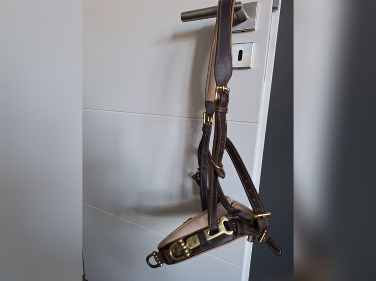 Kappzaum Figaro mit Naseneisen Hillbury