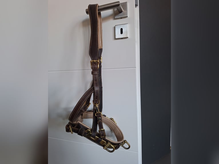 Kappzaum Figaro mit Naseneisen Hillbury