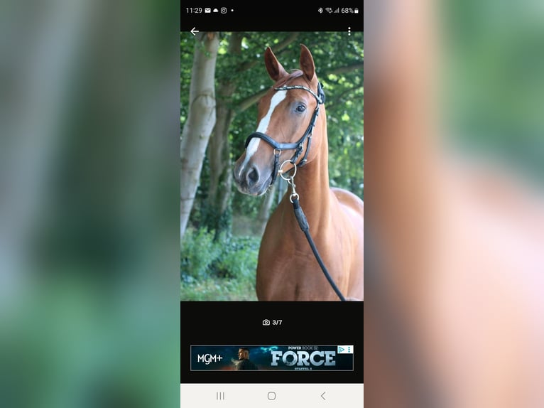 Micklem competition neuwertig