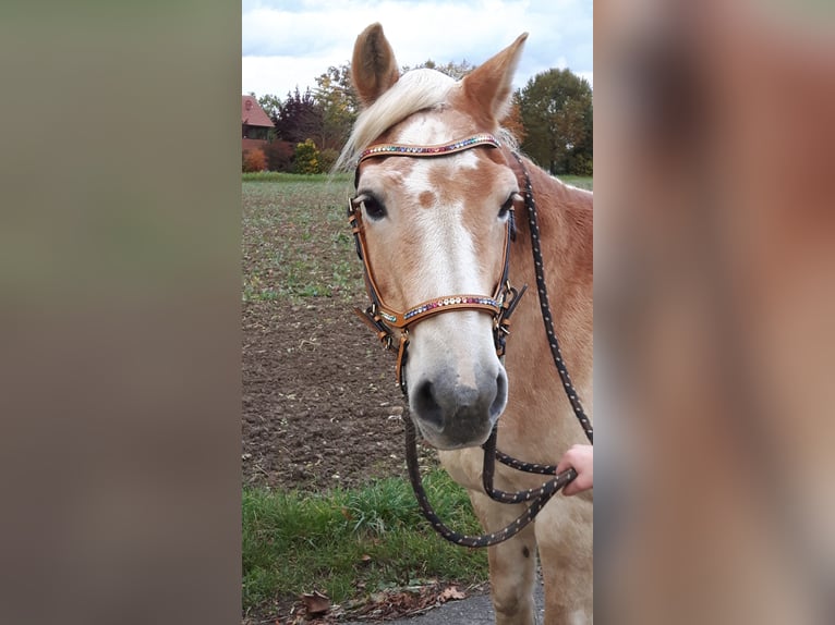 Schicke Trense in Größe WB