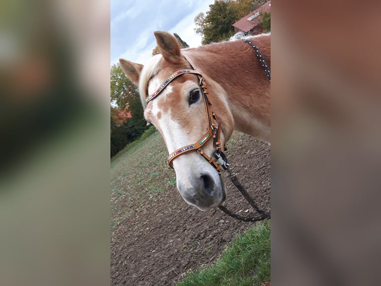 Schicke Trense in Größe WB