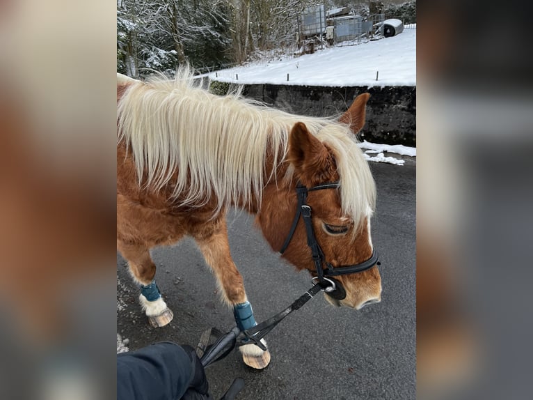 Trense Pony inklusive Zügel 