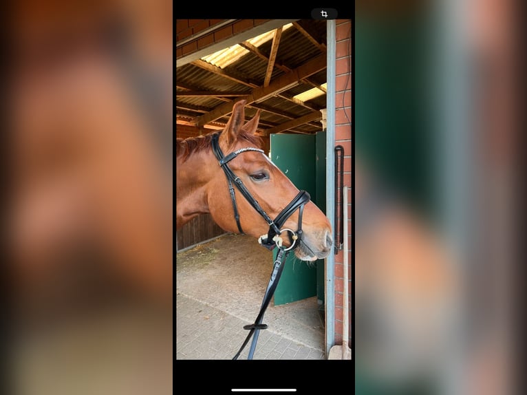 Trense von Magic Tack/ Harmony + 1 Extra Stirnriemen