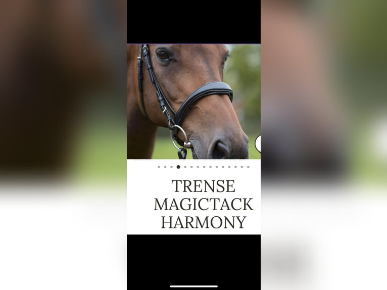 Trense von Magic Tack/ Harmony + 1 Extra Stirnriemen