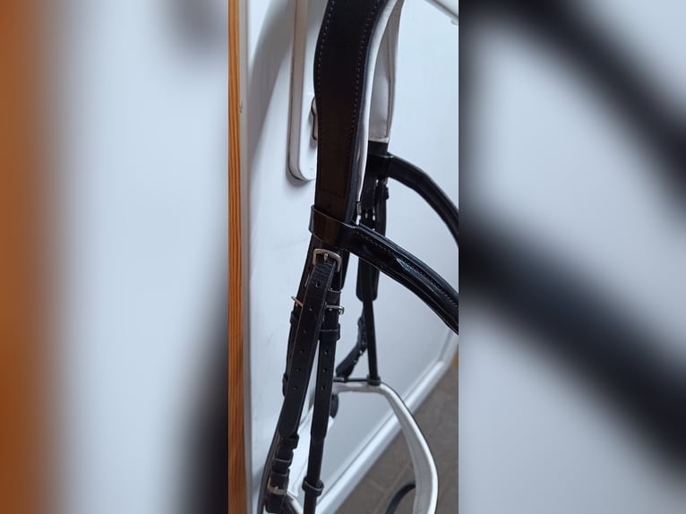 Trense wie Neu Trense wie Neu