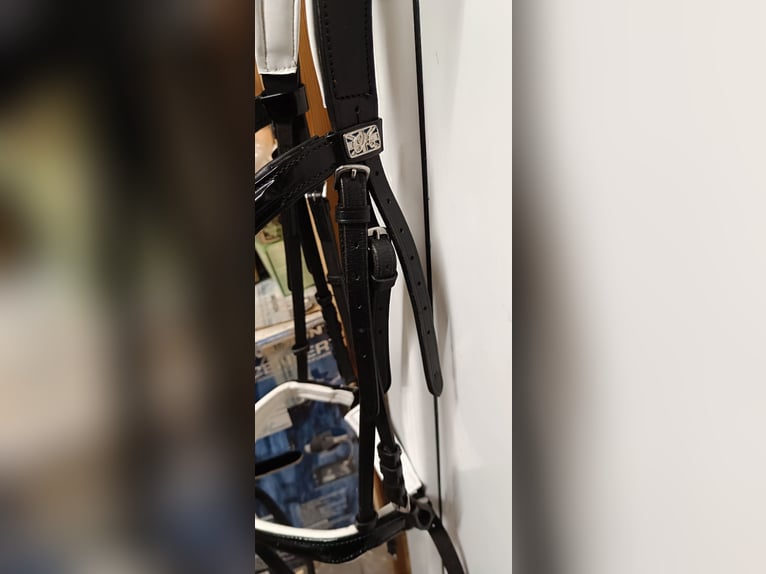 Trense wie Neu Trense wie Neu
