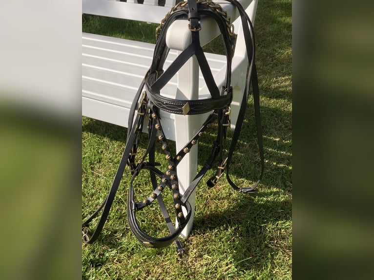 Working Equitation: Original Offizierszaum von Signum Sattelservice, schwarz, nicht mehr erhältlich