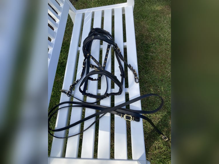 Working Equitation: Original Offizierszaum von Signum Sattelservice, schwarz, nicht mehr erhältlich