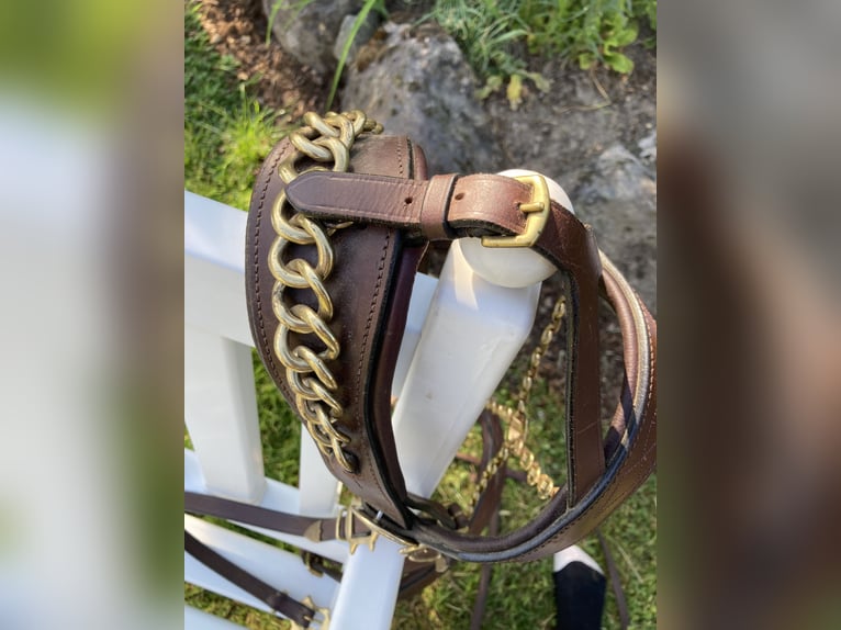 Working Equitation: Original Signum Sattelservice Offizierszaum, braun, mit Zügeln, topp