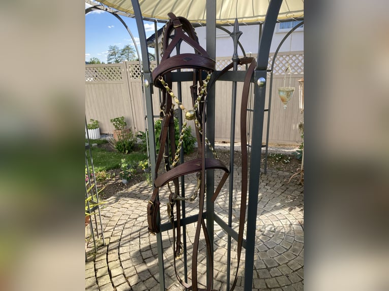 Working Equitation: Original Signum Sattelservice Offizierszaum, braun, mit Zügeln, topp