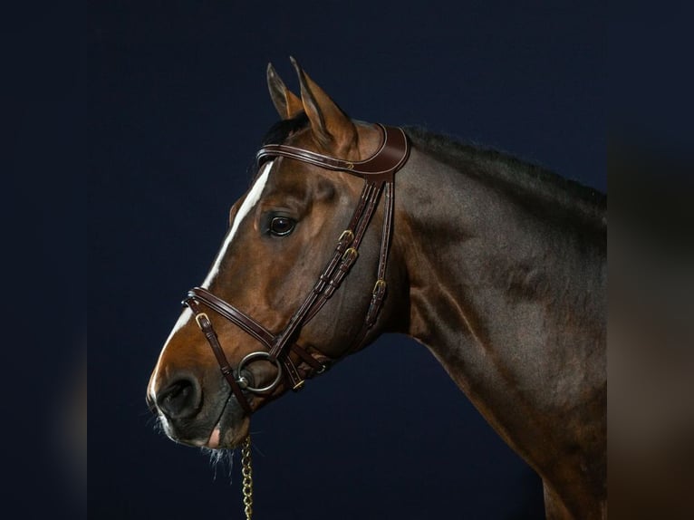 Quality Spanish Bridles for sale 
