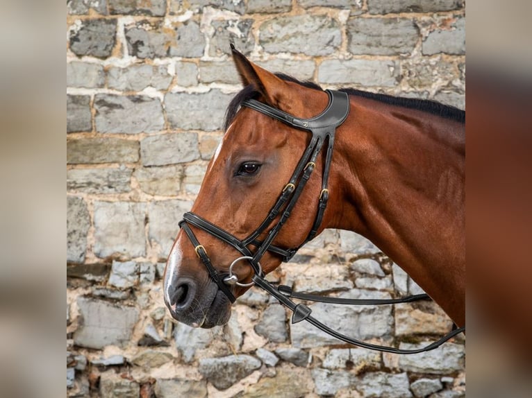 Quality Spanish Bridles for sale 