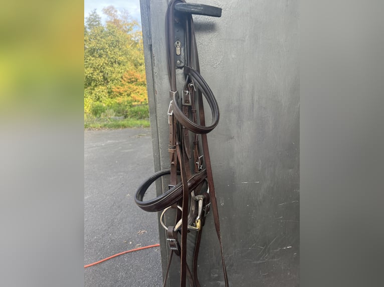 Zaumzeug portugiesisch, NEU, NP185,-