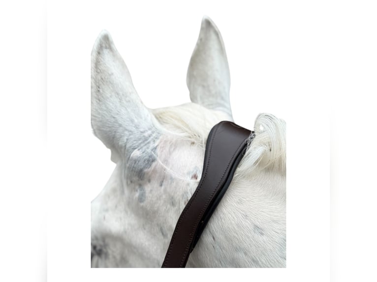 Anatomisch geformtes Halfter extra dick gepolstert