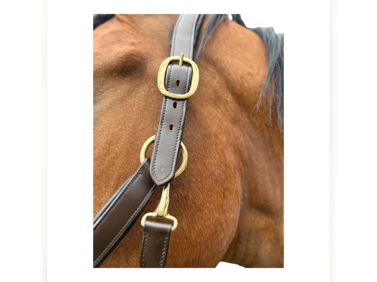 Anatomisch geformtes Halfter extra dick gepolstert