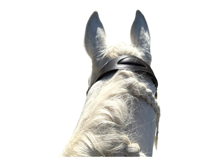 Anatomisch geformtes Halfter extra dick gepolstert