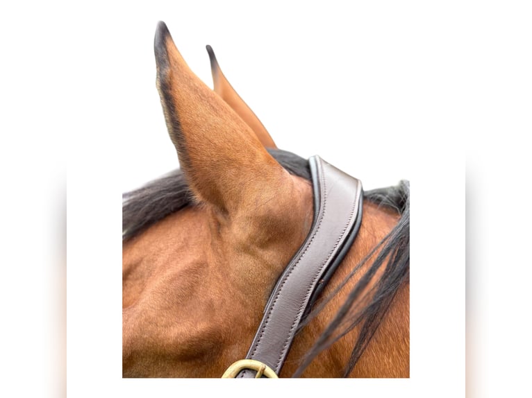 Anatomisch geformtes Halfter extra dick gepolstert