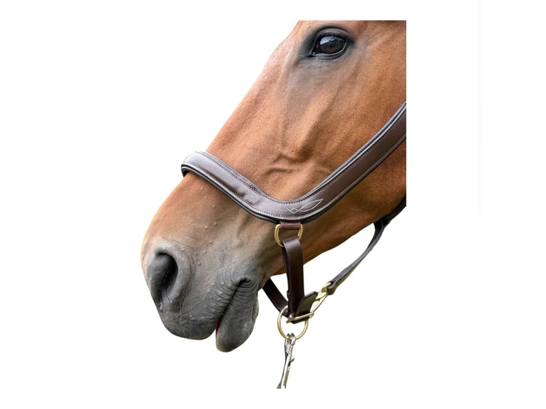Anatomisch geformtes Halfter extra dick gepolstert