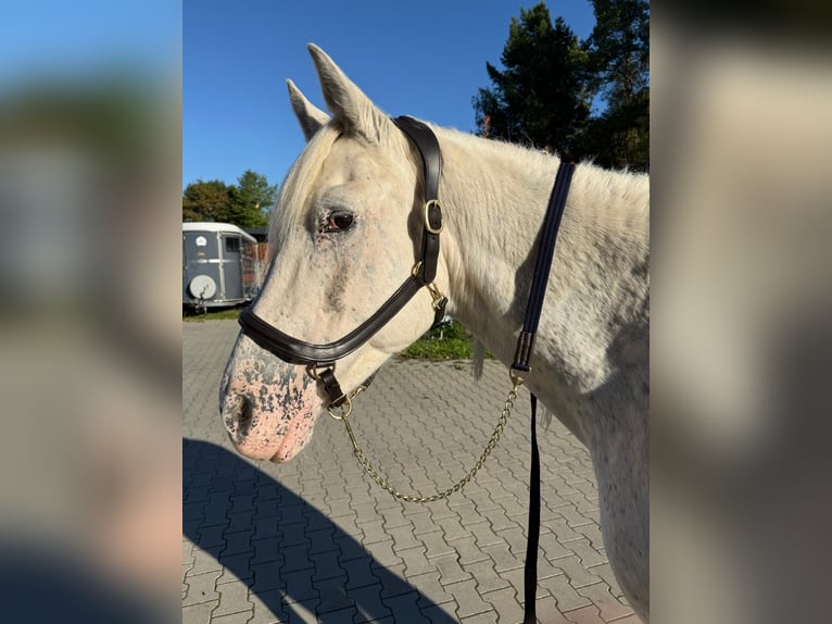 Anatomisch geformtes Halfter extra dick gepolstert