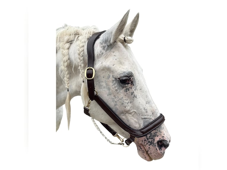 Anatomisch geformtes Halfter extra dick gepolstert