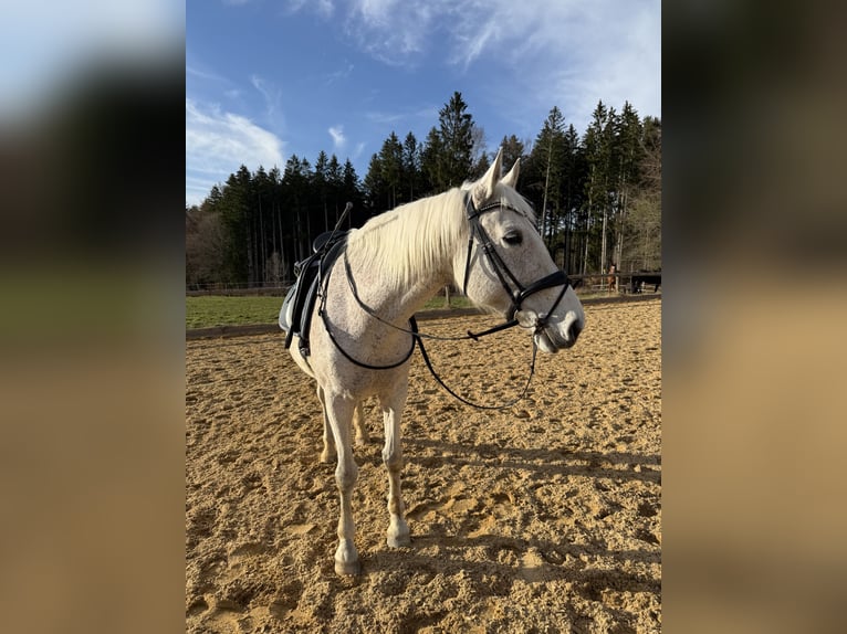 Passier PASSIERBLU Spirit Trense schwarz WB + Gurtzügel
