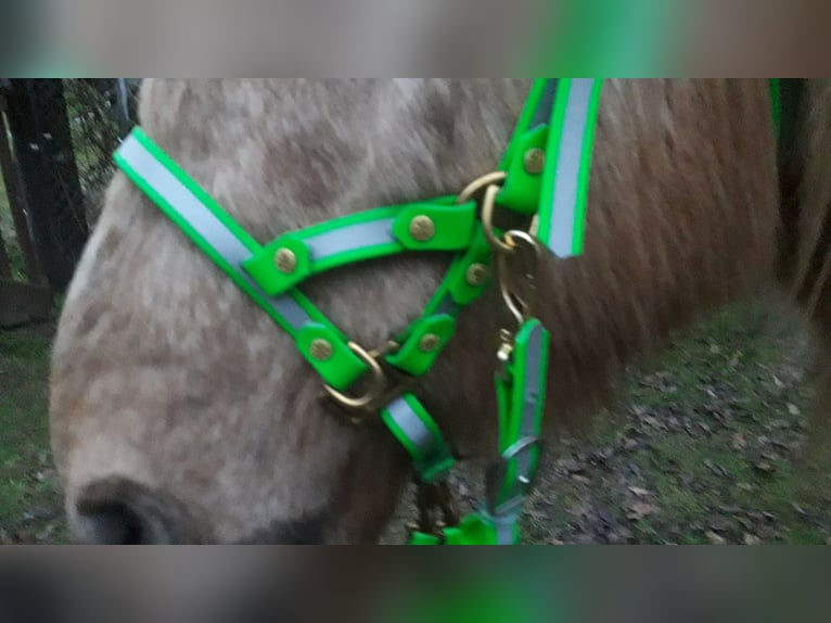 Beta Biothane REFLEX neon grün 3in1 Sidepull Wanderreittrense Halfter, Zügel 3,20m