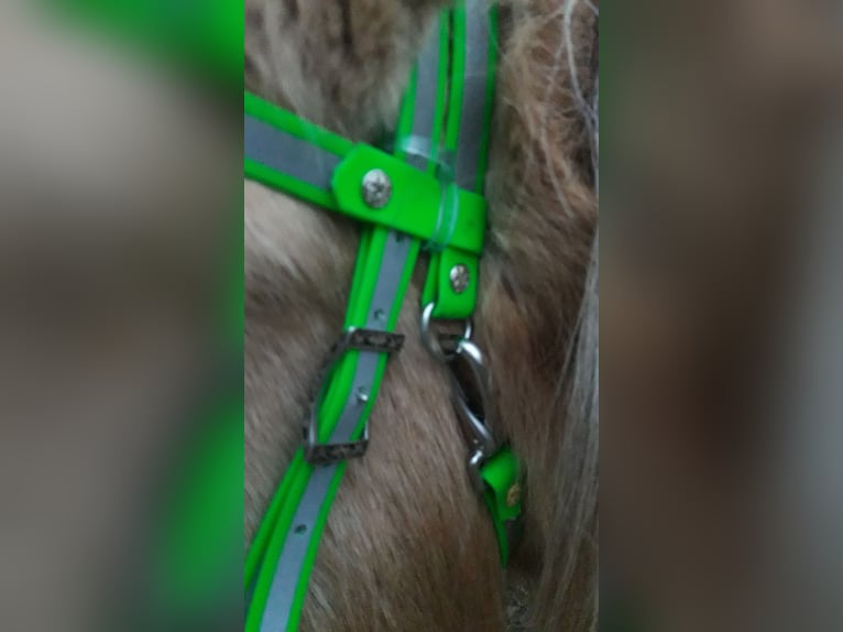 Beta Biothane REFLEX neon grün 3in1 Sidepull Wanderreittrense Halfter, Zügel 3,20m