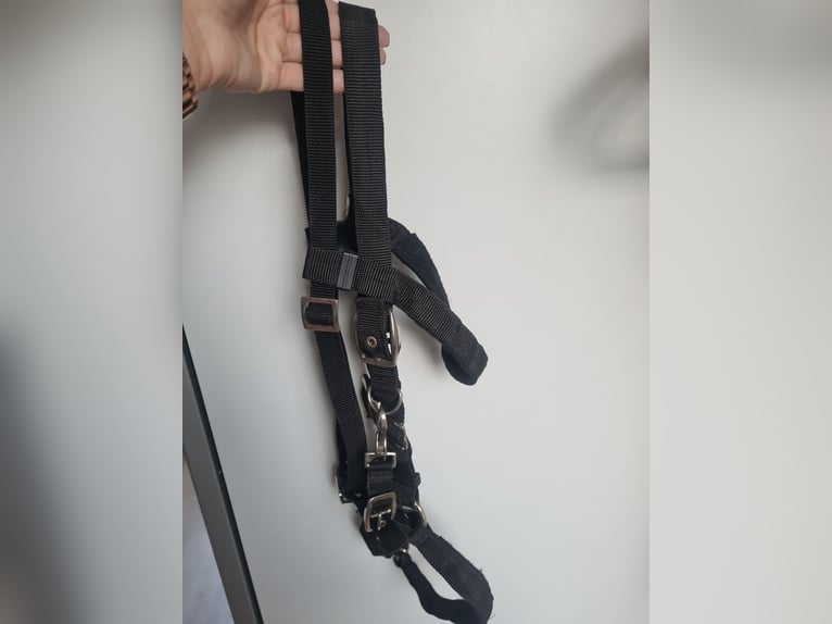 Wanderreittrense/Trense Pony  