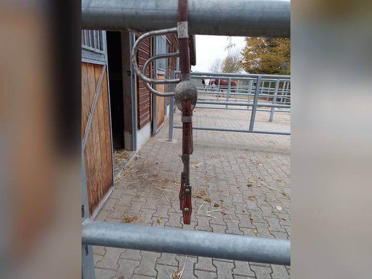 Zweiohr showtrense