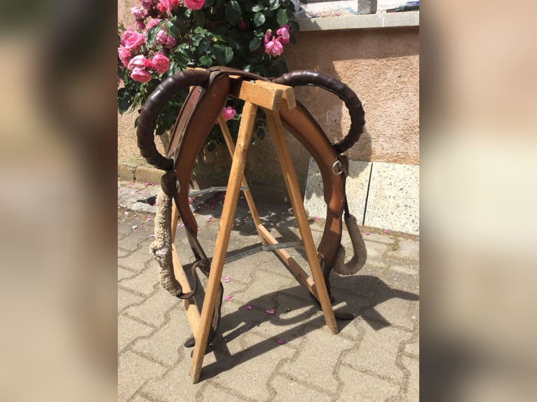 Voltigiergurt