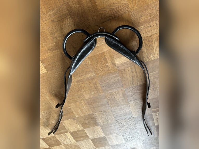 Vollleder-Voltigiergurt