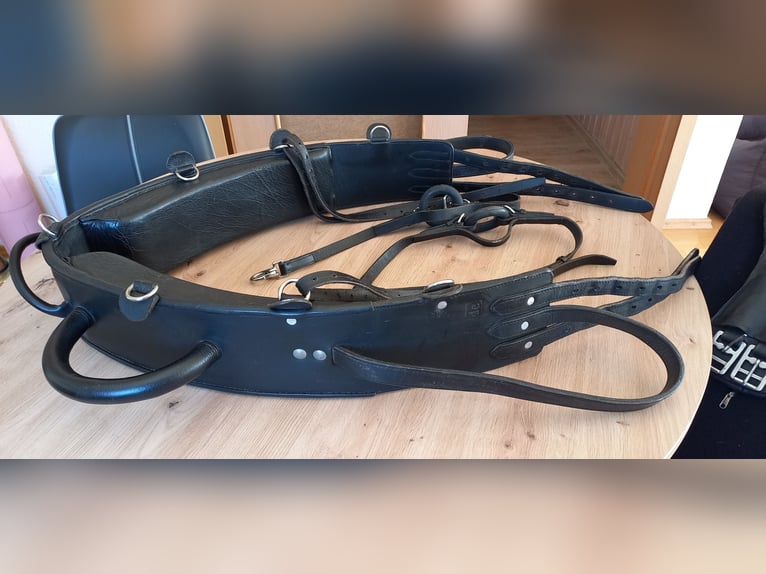 Voltigiergurt von Kavalkade incl.Unterlage und Bauchgurt